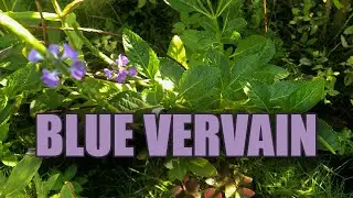 Benefits of Jamaican Vervain Plant #jamaica #medicinalplants