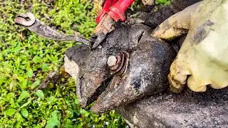 31!! Shocking cow hoof rescue , removing the steel and screw stuck inside.