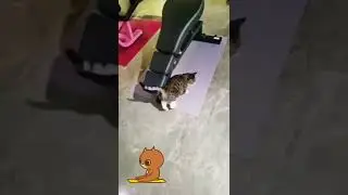 cat doing sports #gym #cat #animals #animals #cats #power #kedi #kediler  #shorts #fatcat