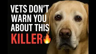 The Hidden Killer Aging Your Dog Faster: Stop Silent Inflammation Before It&rsquo;s Too Late 🐾