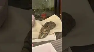 huntingmode #cat #snuggly #cute #funny