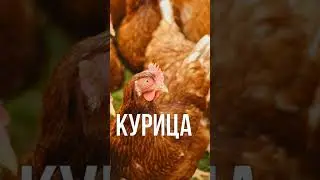 Russian flashcards #learnrussian #russianwords