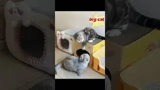 #funny cat#DuelofTheRulers #BigCatFight