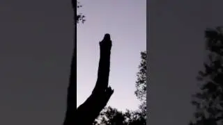 Barred owl mating call female