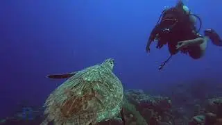 Introduction to Scuba diving
