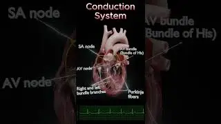 Cardiac Conduction System Explained | SA Node, AV Node, NSR & Arrhythmias