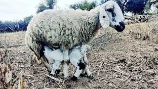 Pure Nature..A mother Sheep love#naturelovers #motherlove #peacefulmoments 
