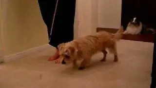 Clicker training down, sit,  come, target stick
