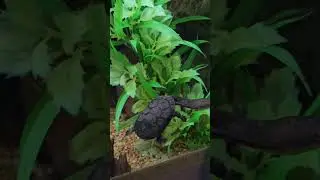 Adorable Little Snake Neck Turtle Exploring the Water 🐢✨