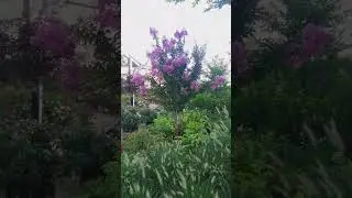 Hameln and Crape Myrtle