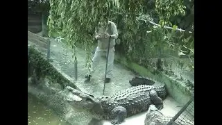 Cocodril