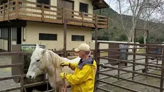 How to halter a wild mustang the first time