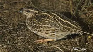 Dawn Chorus 32: The Common Quail (Bird Call Audio)