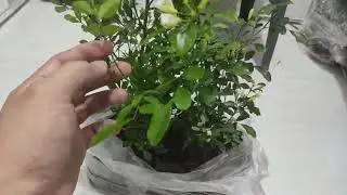 Cinamomo vs Kamuning Plant Chinese Perfume.