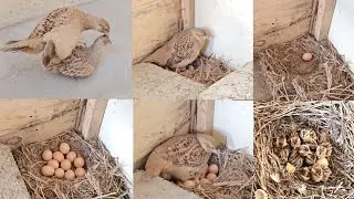 Complete Process Of Teetar Breading | From Crossing To Hatching | How Teetar Breading