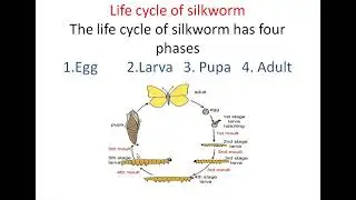 Life cycle of SILKWORM