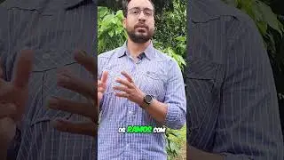 Controle do &Aacute;caro da Lichia  Guia Pr&aacute;tico para Produtores