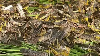 Grasshopper Lifestyle | VikbolAny 