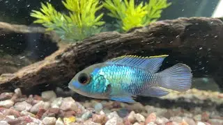 Tiger Barbs, Electric Blue Acara, Red Tail Shark Growth Update