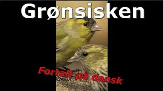 Gr&oslash;nsisken. Fugle i Danmark. Gr&oslash;nsisken. #shorts Alt om denne fugl, fortalt p&aring; dansk.