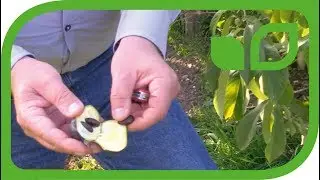 Der selbstfruchtbare Pawpaw Baum Sunflower - Früchte im 3. Jahr nach der Pflanzung