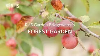 Permaculture and agroforestry in the Forest Garden at RHS Garden Bridgewater | The RHS