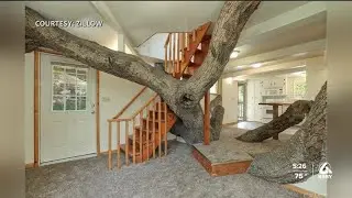 &ldquo;Tree house&rdquo; for sale in Pismo Beach