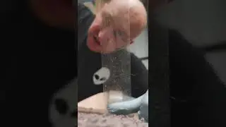ПЫЛЕВЫЕ КЛЕЩИ
