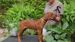 African Legends Rhodesian Ridgeback Puppies