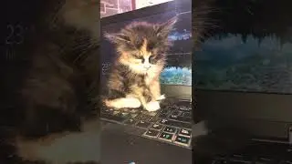 Kitty dozing off