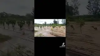 floods effects on our Farm #farming #floods