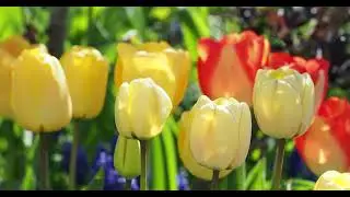 Bunte Tulpen rocken den Vorgarten