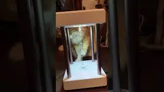 Cat Is Puzzled At Hydra Lamp #Cats #Shorts
