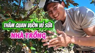 Thăm Quan Vườn Ăn Vú Sữa | Làm Dưa Món Ăn Tết
