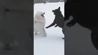 поздно 😅 #cat #dog #pets #live #life #жизнь #rils #love #юмор #прикол #humor #funny