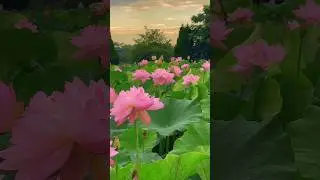 Beautiful  lotus flowers.😍|#lotus #lotusflower #status #satisfying