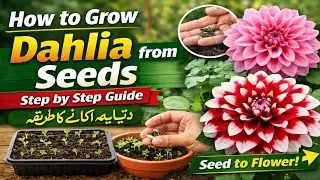 How to Grow Dahlia from Seeds - Step by Step Guide (Seed to Flower) | ڈیلیہ اگانے کا طریقہ