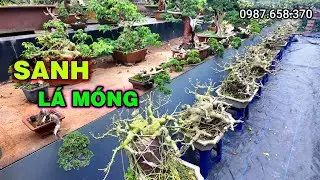 Dàn Sanh Lá Móng gần 20 năm tuổi (Đồng giá)