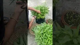 ছাদবাগানে টবে কলমি শাক চাষ পদ্ধতি। Water spinach from rooftop garden. kolmi sak chas. #shorts #short