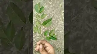 green leaves #shorts#treindig#ptta#music #please  follow me  YouTube family