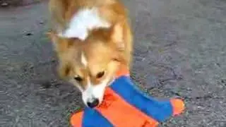 kaley corgi plays with the  