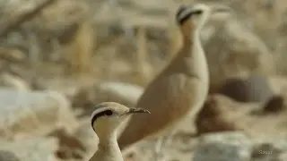 Cream-coloured Courser - רץ מדבר