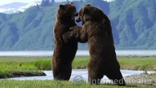 Animal attack: Alaskan Monster Bears Go At it #natureattack #wildlife #wildlifeltimate