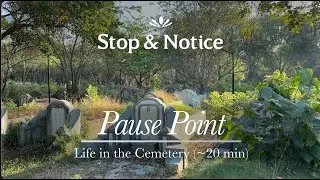 Signs of Life in the Teochew Cemetery Park | Bangkok Thailand | Meditation