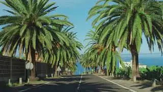 palm trees passing by a blue sky driving through