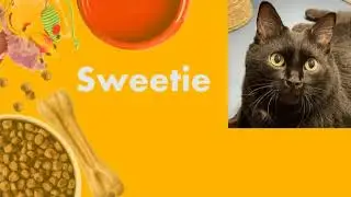 Paws & Pals: Dogs up for adoption at Southampton Animal Shelter on Sept. 24