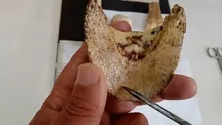 comparative osteology between ox and horse digits