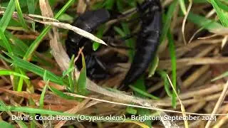 Devil's Coach Horse (Ocypus olens) - Brighton, September 2024