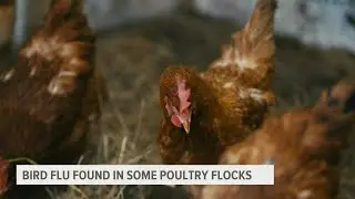 US bird flu case puts chicken, turkey farms on high alert