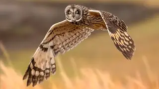 Pueo (Hawaiian short-eared owl)
